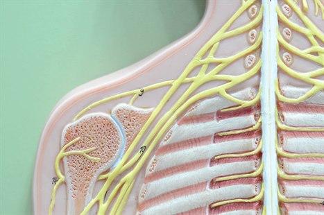 Ryggmarg og perifere nerver