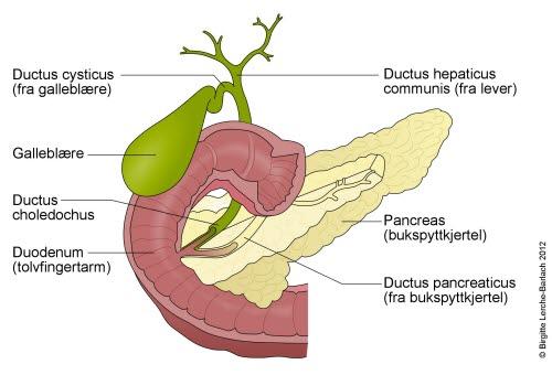 Galleblære, bukspyttkjertel og tolvfingertarm