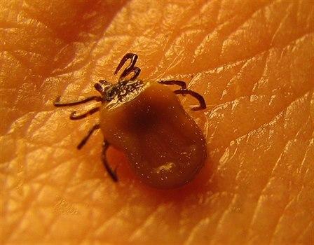 Flått-foto-jan.stenløkk.norsk.entomologiskforening