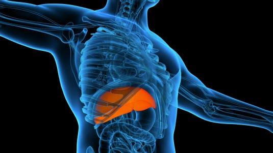 Leveren Illustrasjonsfoto av en menneskekropp sett fra innsiden. Leveren er tydelig markert i oransje, som ligger i øvre høyre del av mageregionen.