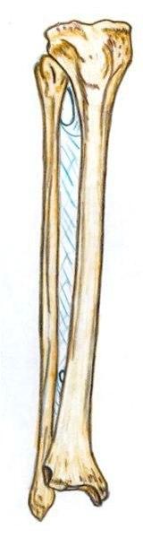 Tibia og fibula Tibia og fibula
