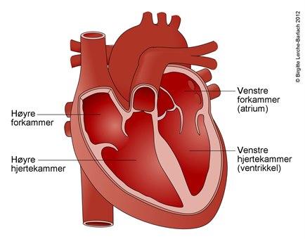 Hjertekamrene
