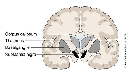 Substantia nigra Substantia nigra