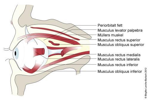 Lengdesnitt av øyet med øyemuskler