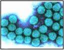 Rotavirus