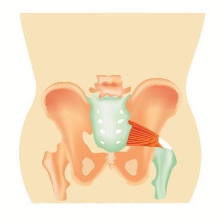 M. piriformis M. piriformis