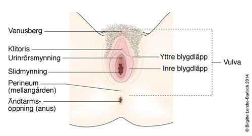 Kvinnens ytre kjønnsorganer