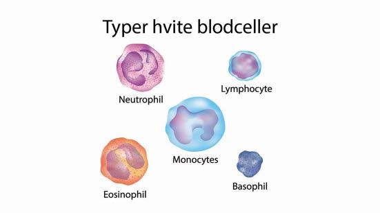 Hvite blodceller