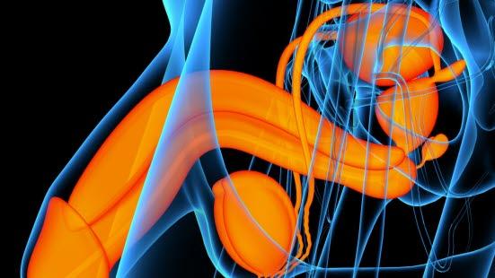 Mannlige kjnnsorganer