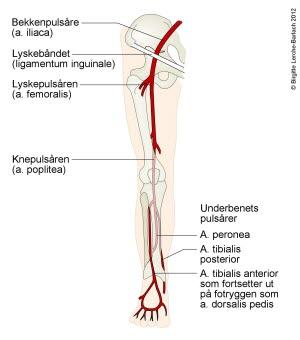 Arterier i benet Arterier i benet