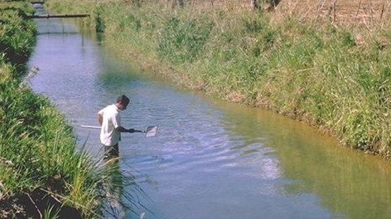 Schistosomiasis smitterisiko