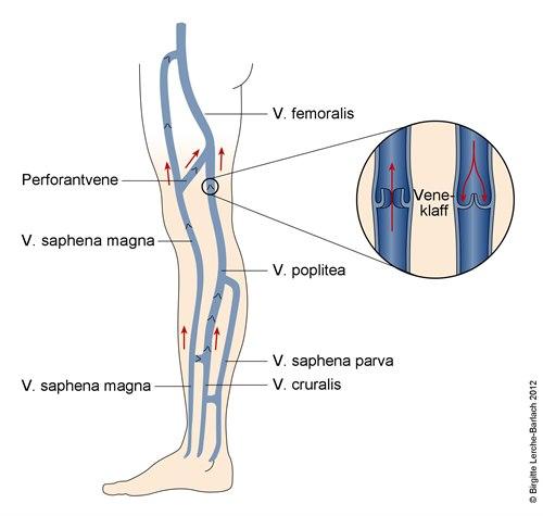 Venene i benet Venene i benet