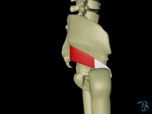Piriformis sett fra siden Piriformis sett fra siden