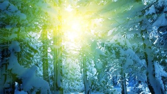 Solskinn Illustrasjonsfoto av solskinn gjennom trærne i skogen som er fylt med snø