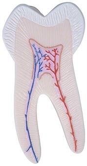 Tann med pulpa og tannrøtter Tann med pulpa og tannrøtter