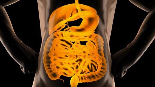 Magetarmkanalen, illustrasjonsbilde