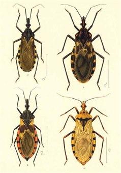 Triatomine insekter Triatomine insekter