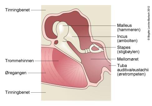 8972-2-mellemore-normal.jpg 8972-2-mellemore-normal.jpg