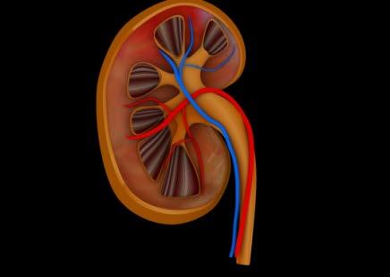 Illustrasjonsbilde av nyre