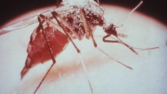 Malaria mosquito