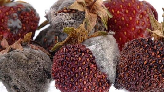 Matinfeksjon Seks jordbærer med mugg