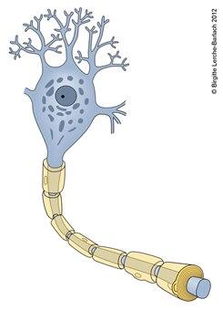 9934-2-lh-id8243-nervecelle-myelinskede.jpg 9934-2-lh-id8243-nervecelle-myelinskede.jpg