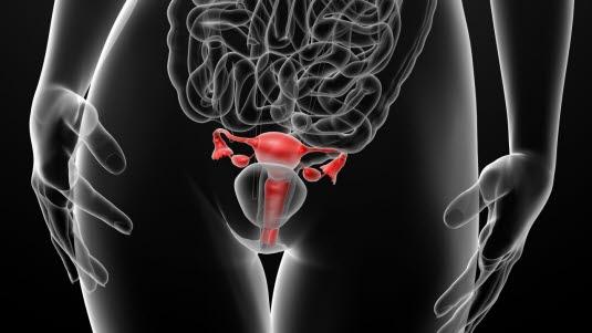 Kvinnelige kjnnsorganer