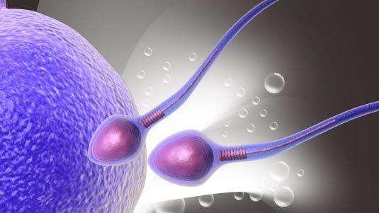 Spermier, sædceller