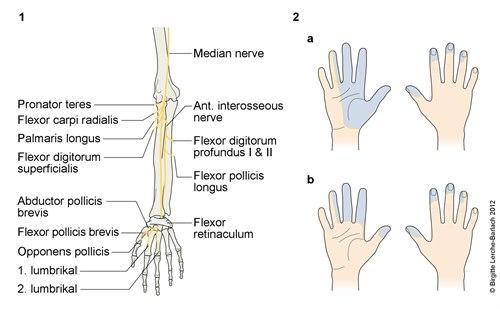 9500-2-n-medianus.jpg 9500-2-n-medianus.jpg