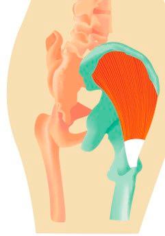 M. gluteus medius M. gluteus medius