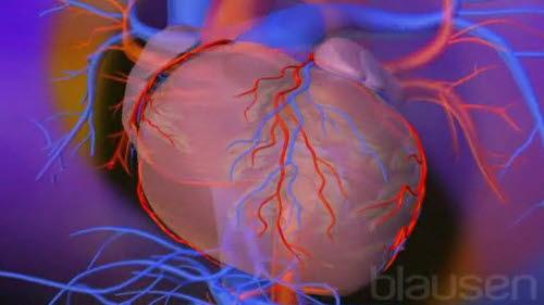 Hjerte med omgivende perikard Hjerte med omgivende perikard