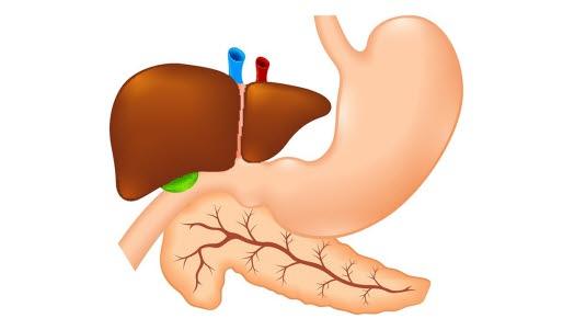 pancreas, liver, gallbladder, duodenum