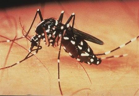 Mygg (Aedes)